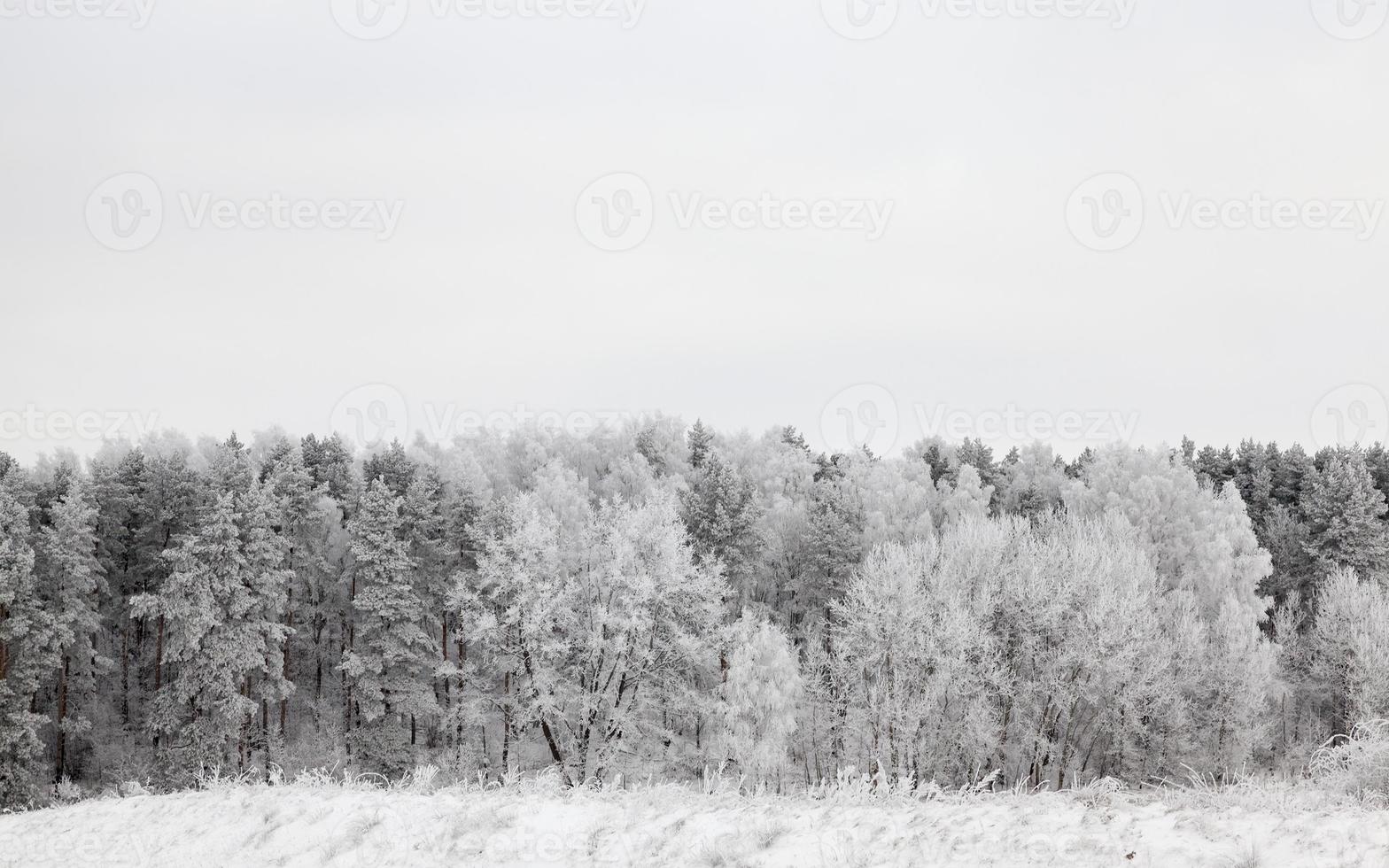 winter trees,  forest photo