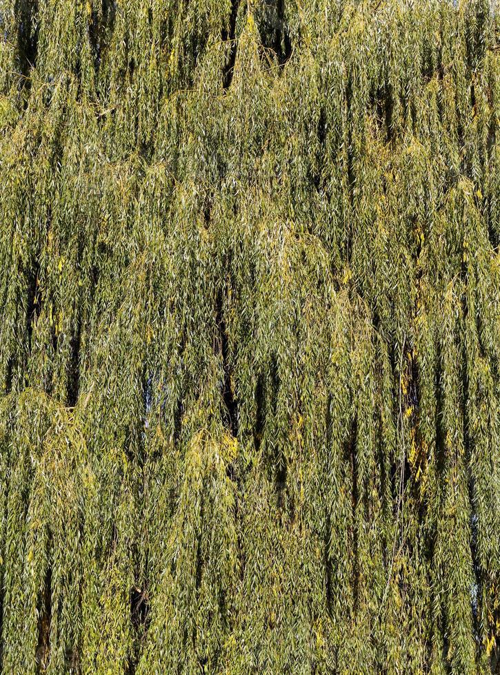 orange willow, close up photo
