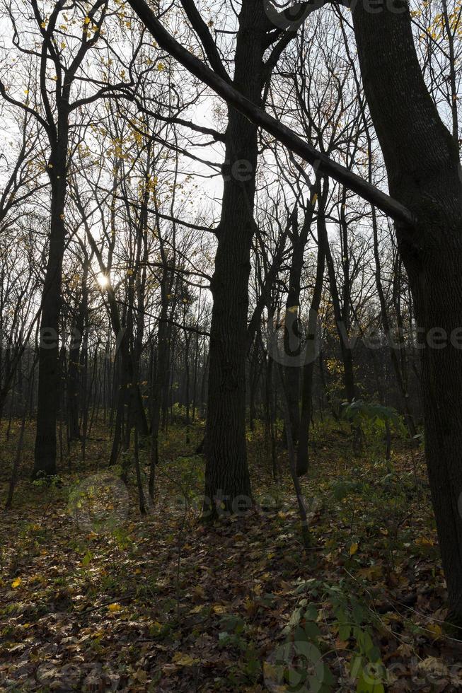 bosque de otoño, árboles foto