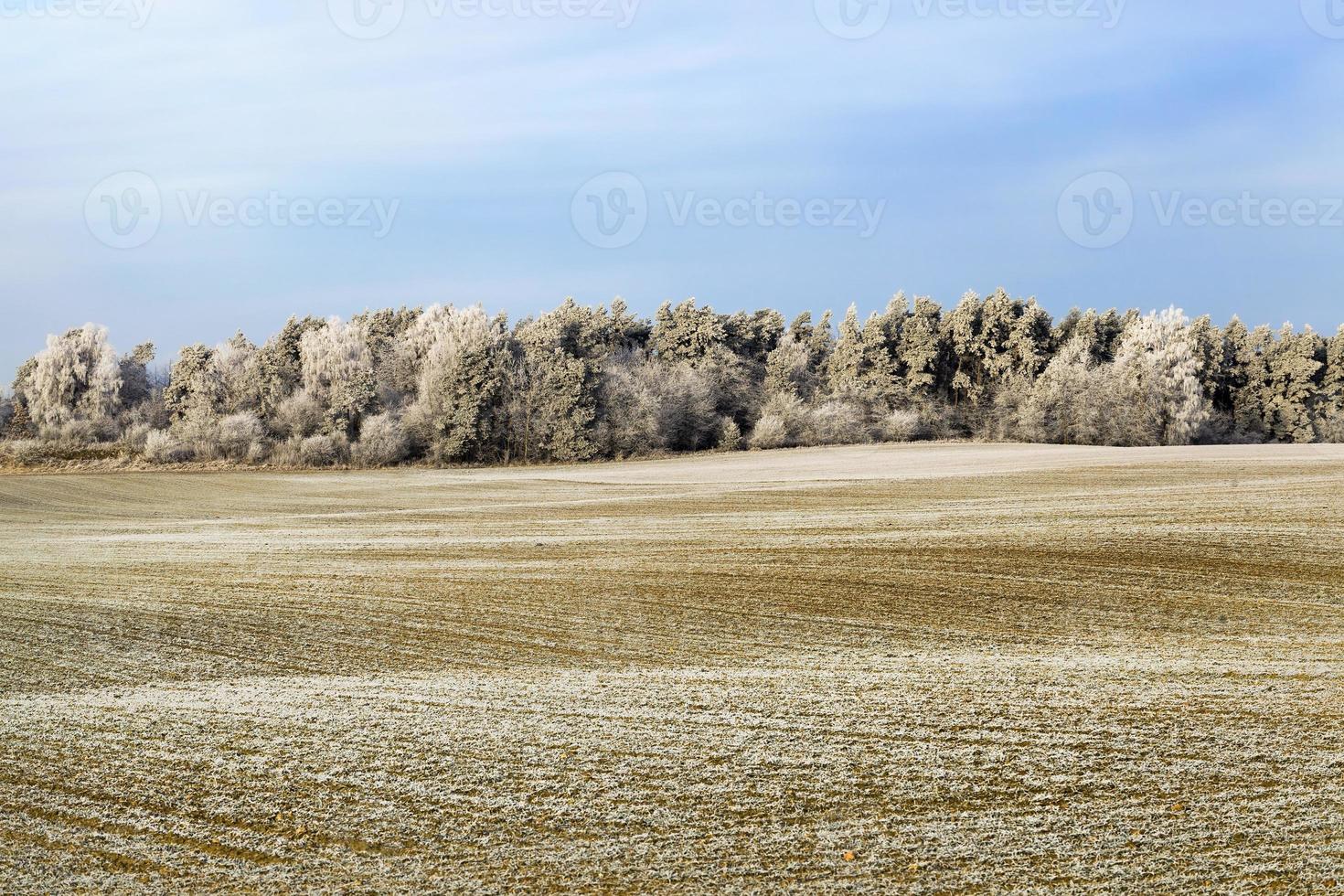 winter landscape with snow photo