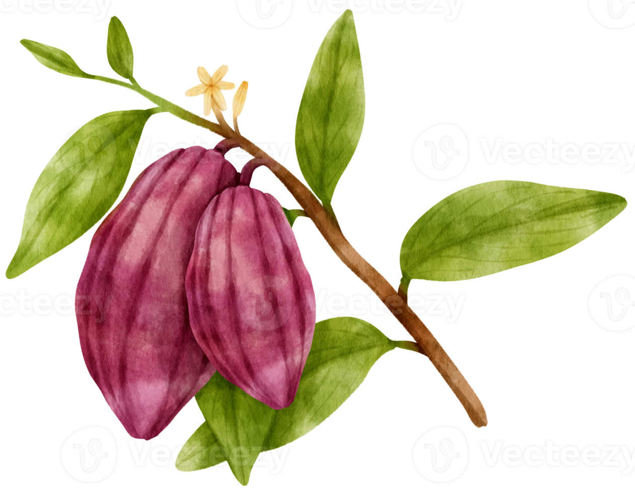 watercolor branch of cacao png