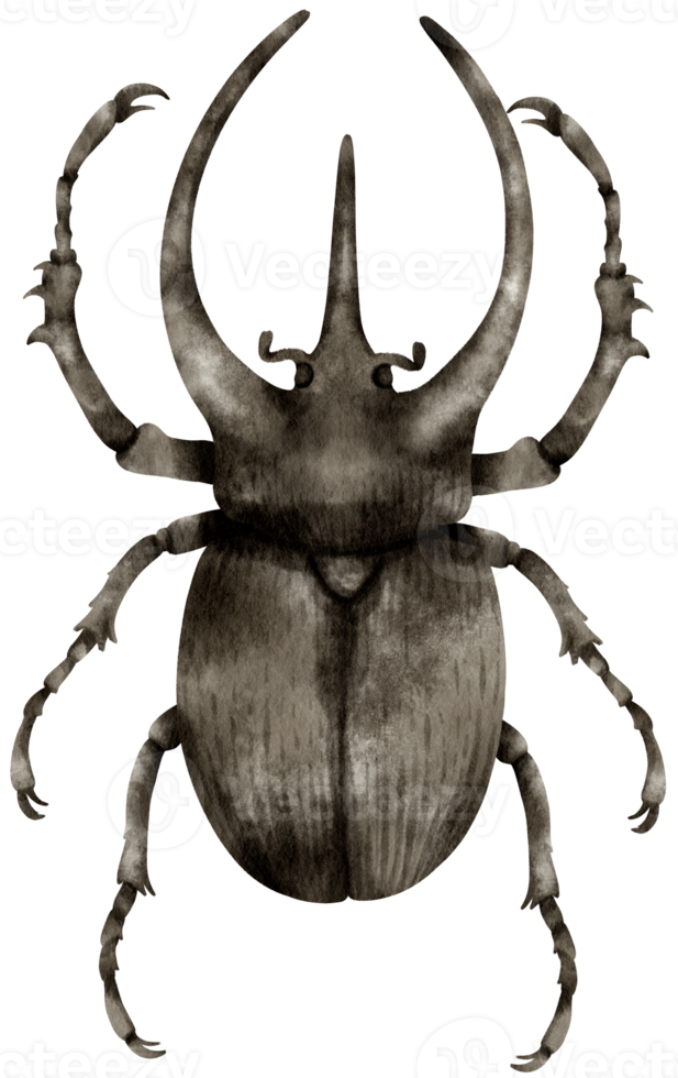 scarabeo insetto dipinto ad acquerello png