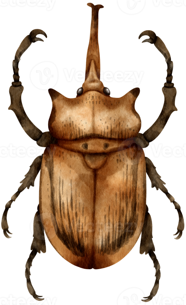 kever bug aquarel geschilderd png