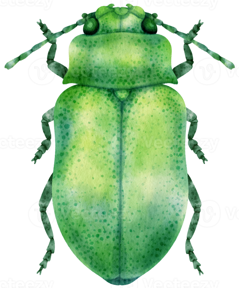 Bug watercolor painted png