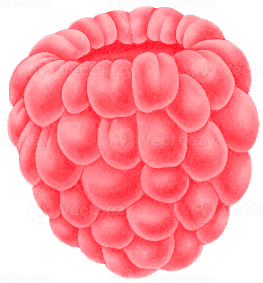 ilustración de acuarela de fruta de frambuesa png