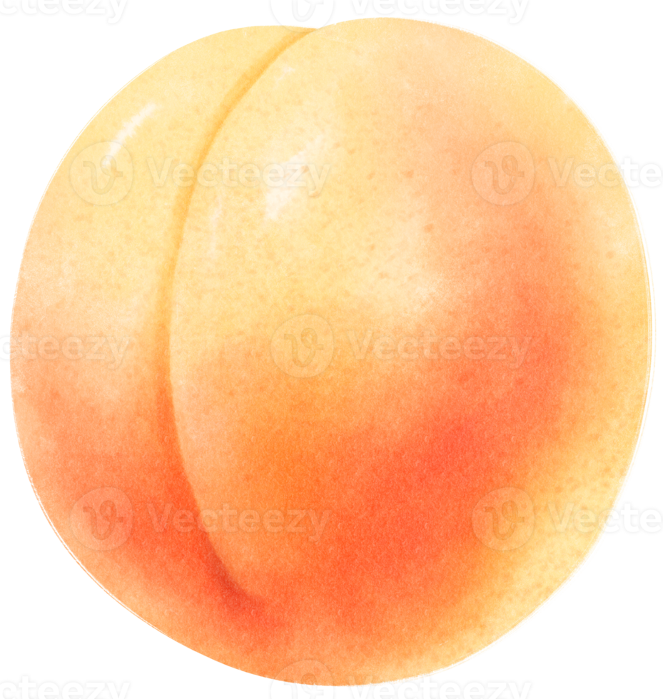 illustration aquarelle de fruits abricot png