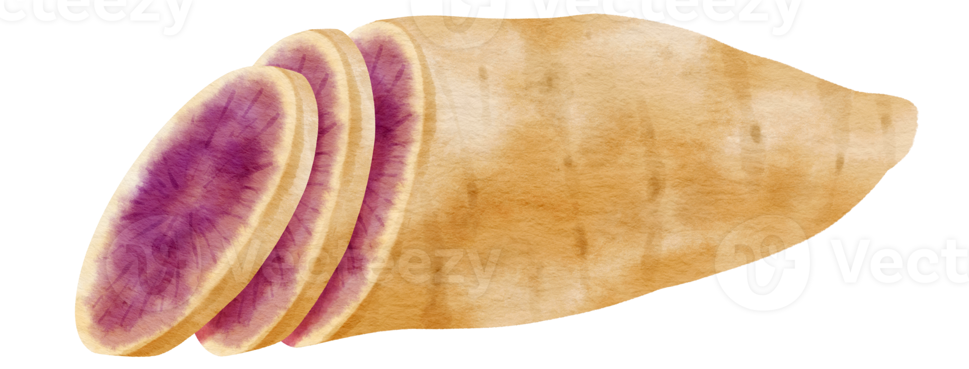 paarse zoete aardappel aquarel illustratie png