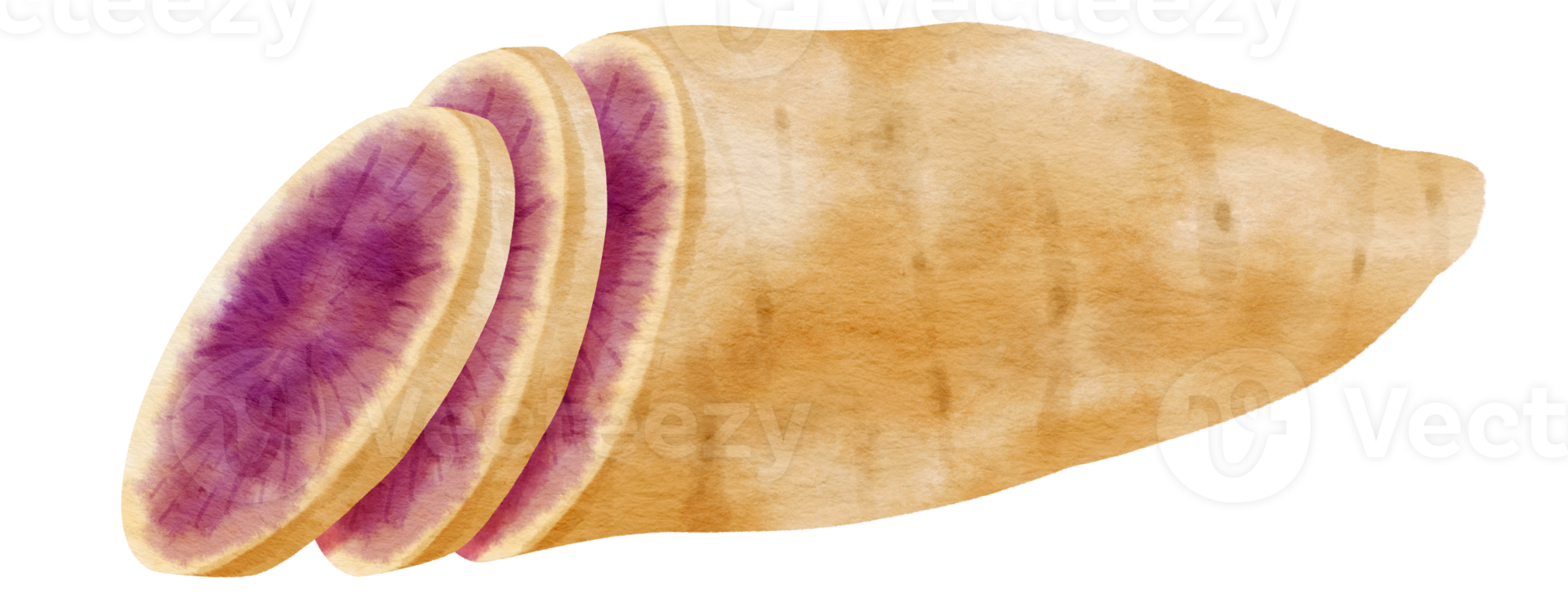 Purple sweet potato watercolor illustration png