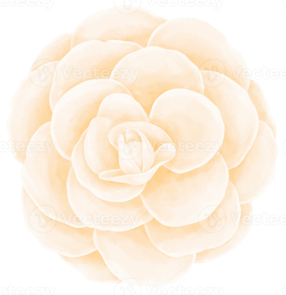 vacker blomma akvarell illustration png