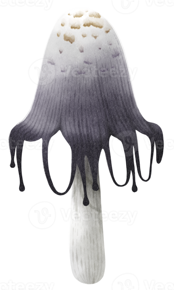 illustration aquarelle champignon crinière hirsute png