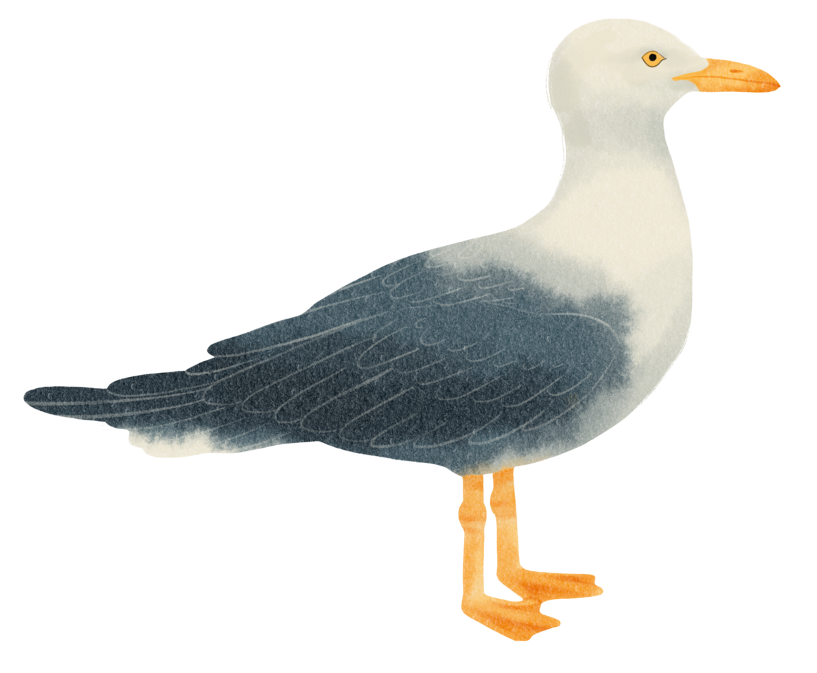 Seagull watercolor painted png