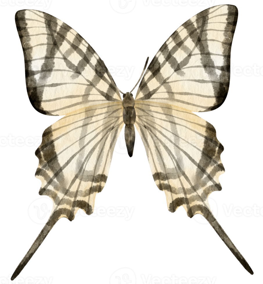 Black and White Butterfly watercolor style for Decorative Element png