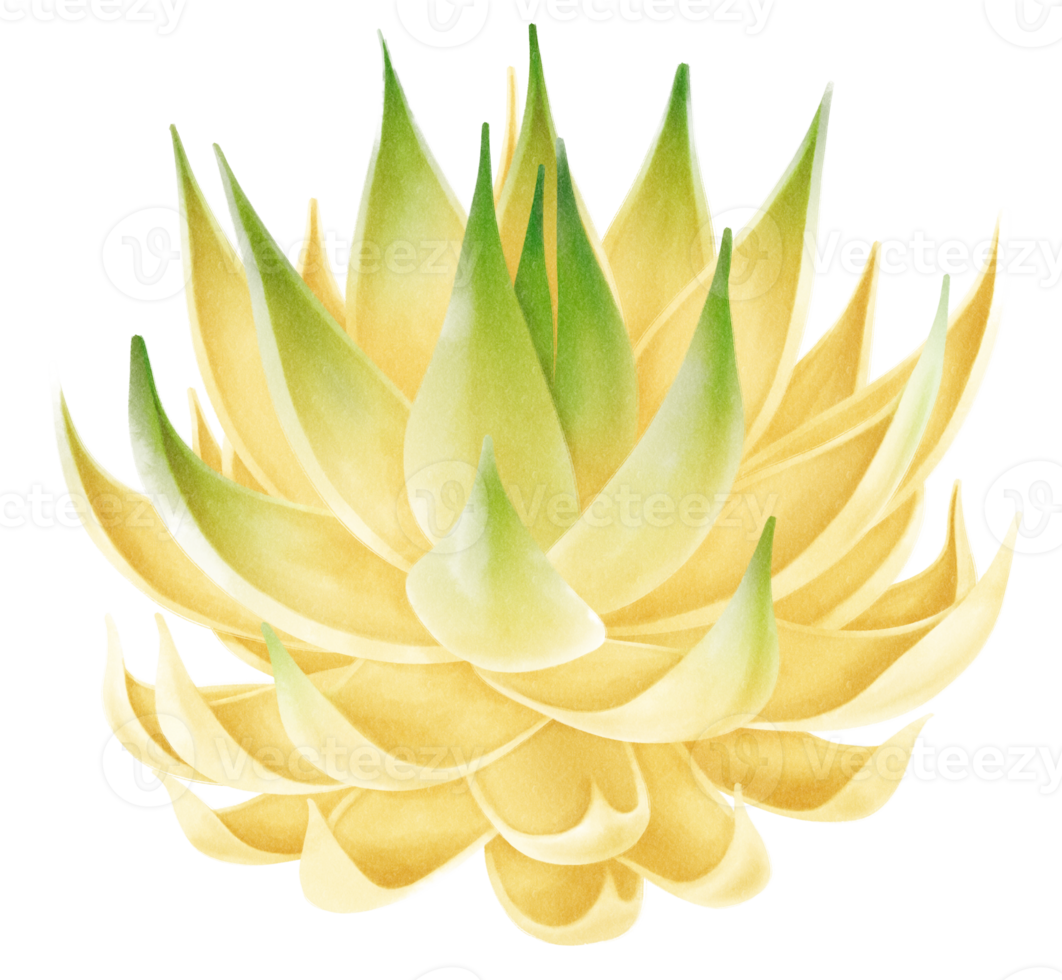 illustrazione dell'acquerello della pianta succulenta png