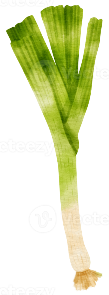 leek vegetable watercolor illustration png