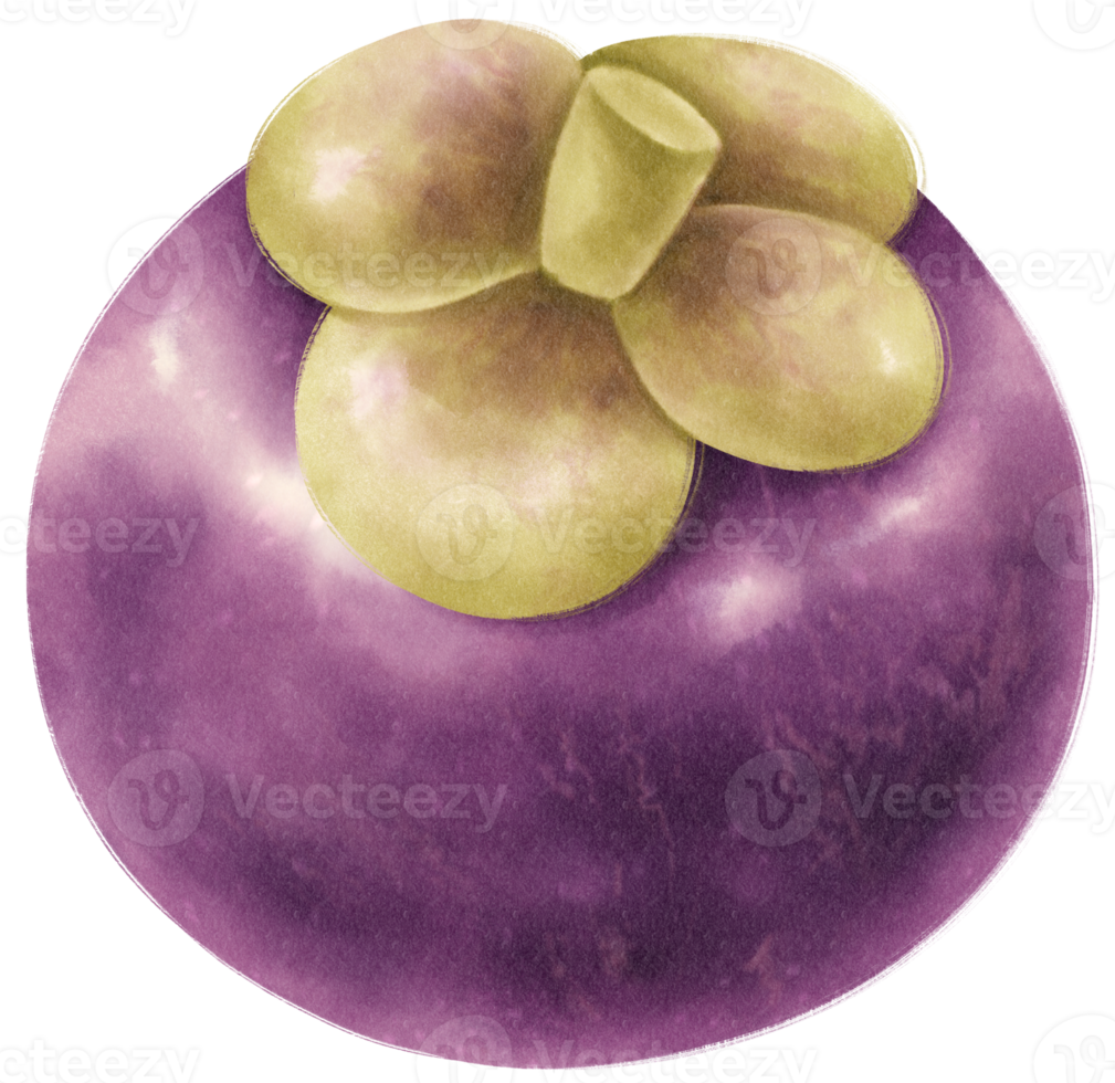 ilustración de acuarela de fruta de mangostán png