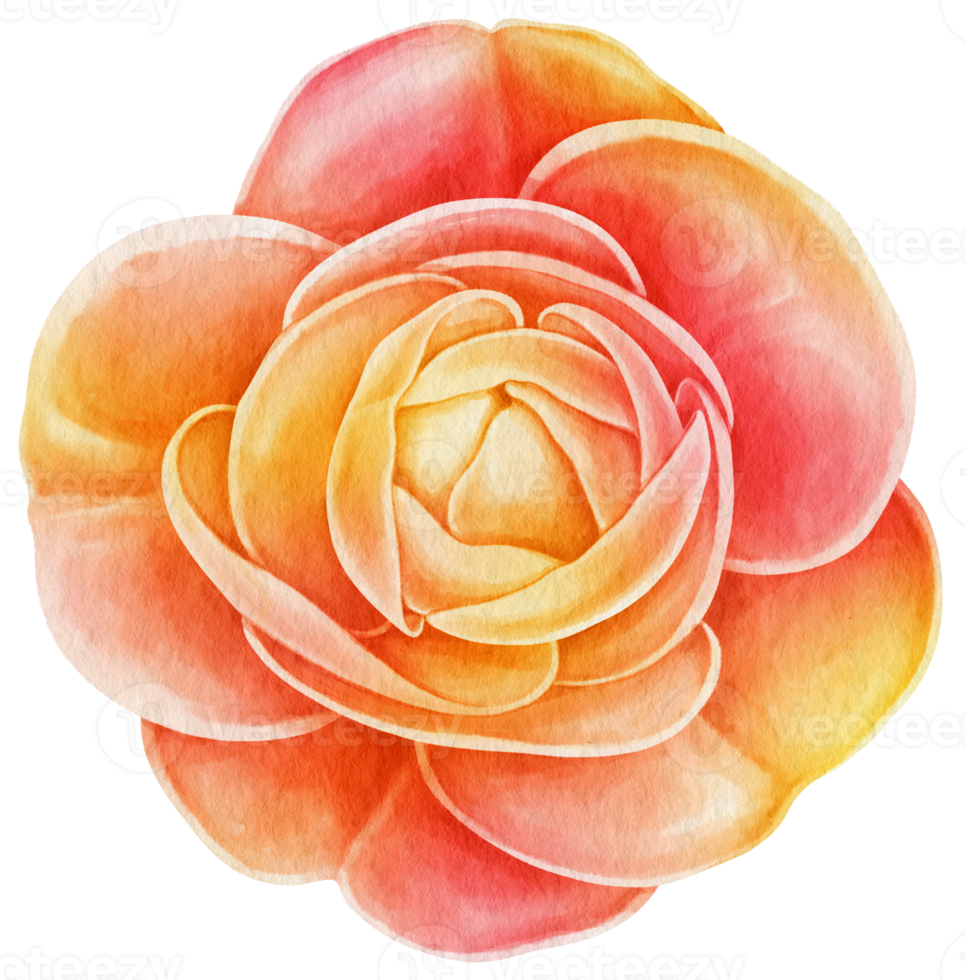 flor acuarela pintada a mano png