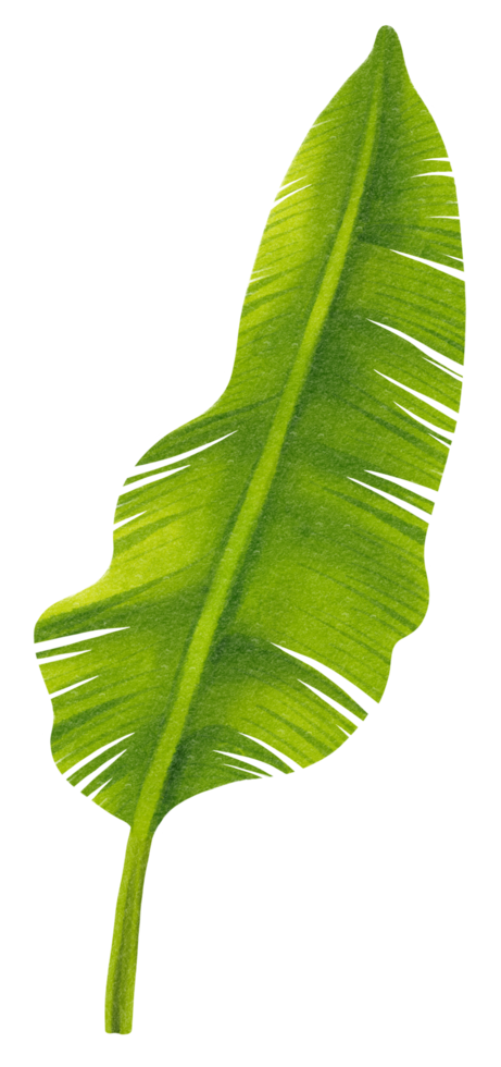 Banana leaf watercolor png