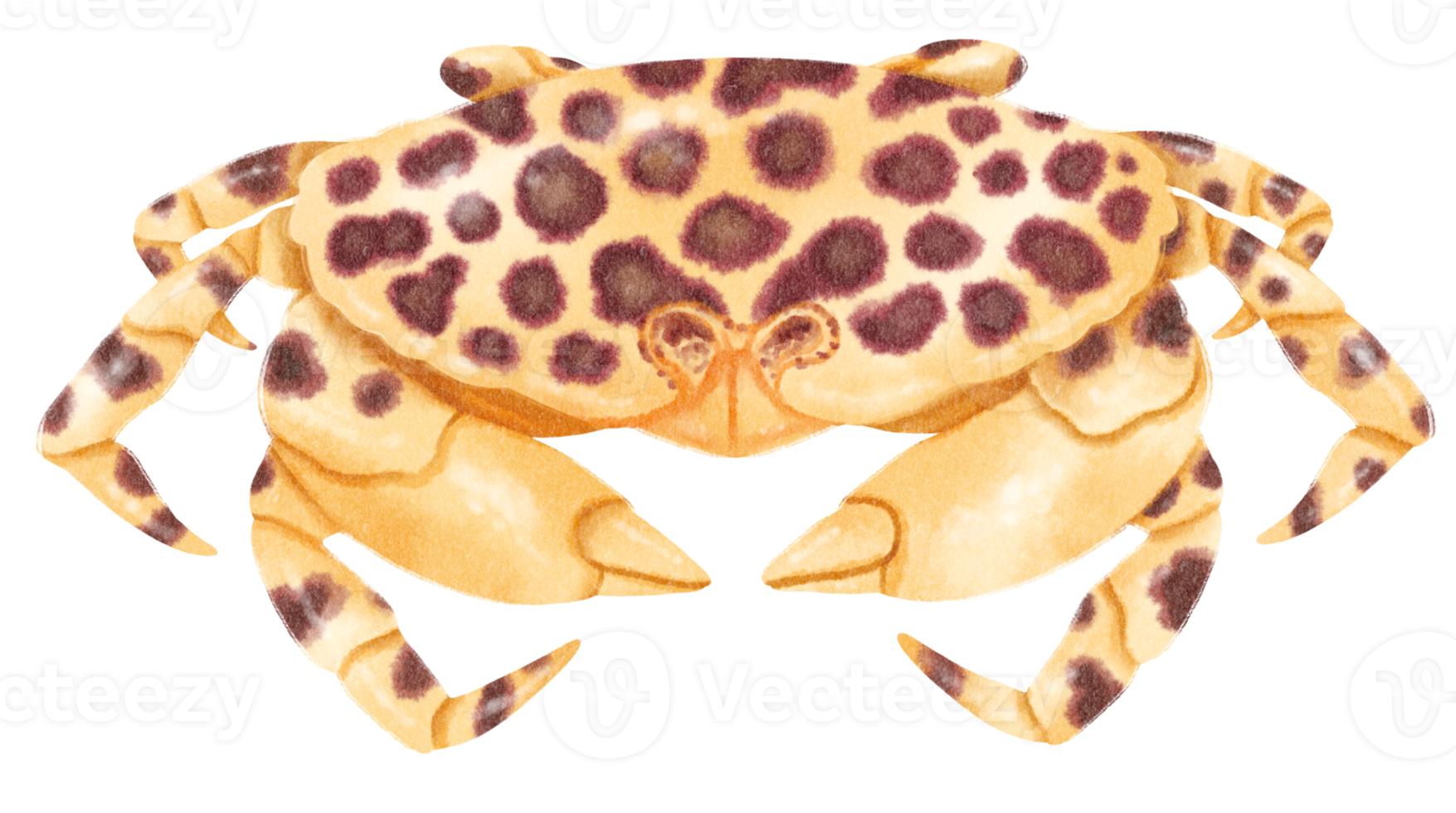 Crab watercolor hand painted png