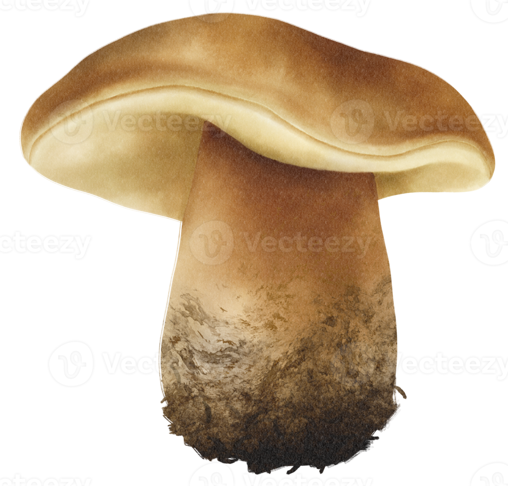 Boletus or porcini mushroom watercolor illustration png