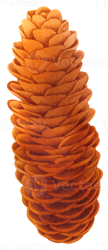 Pine cone watercolor png