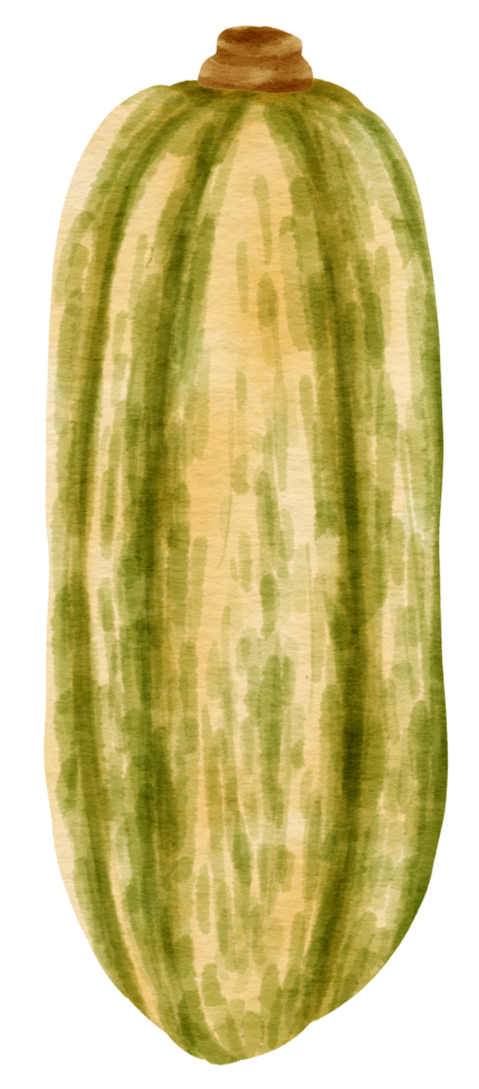 squash pompoen aquarel stijl voor Thanksgiving decoratief png