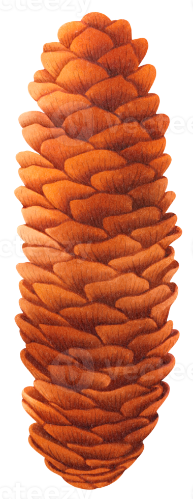 Pine cone watercolor png