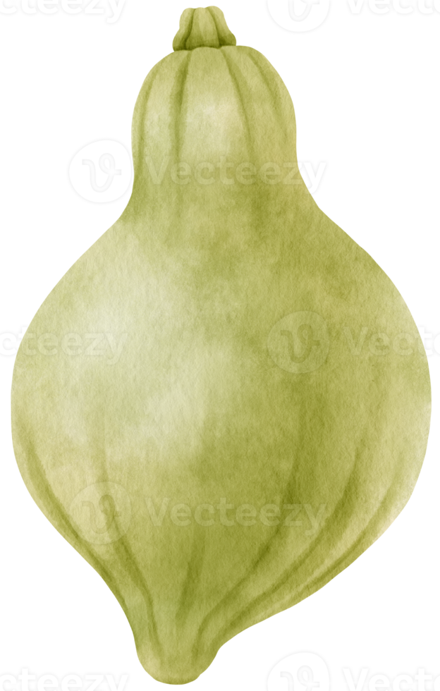 winter squash vegetable watercolor illustration png