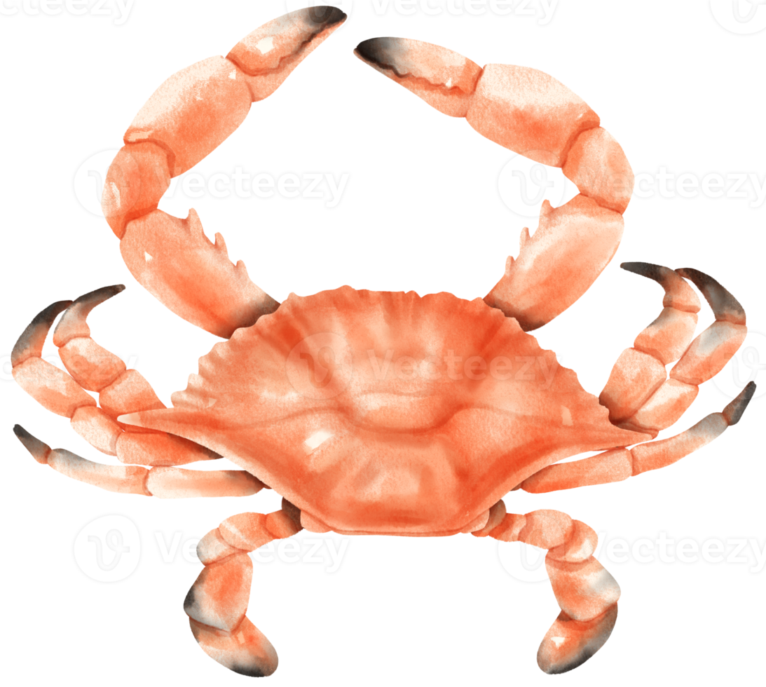 illustration aquarelle de crabe fruits de mer png