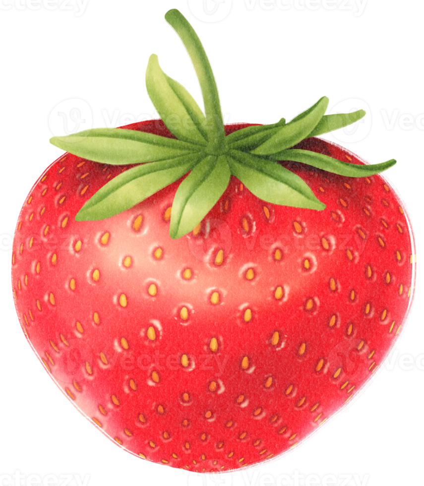 Strawberry fruit Watercolor illustration png