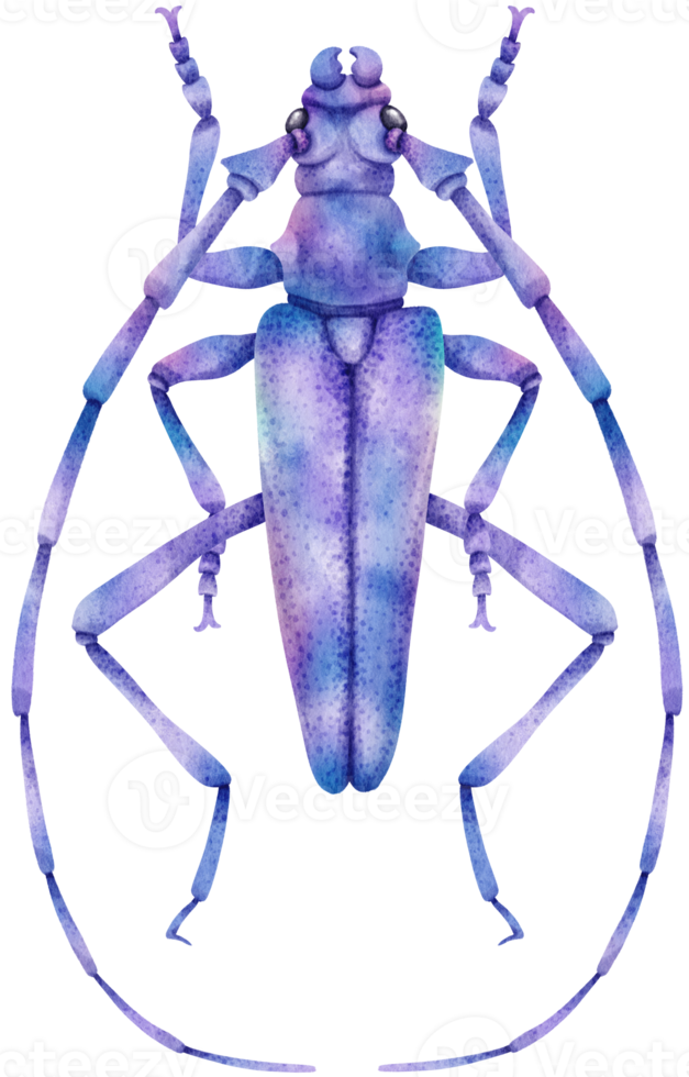 bug aquarel geschilderd png