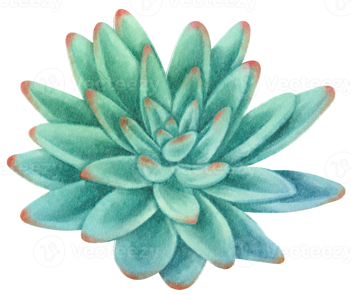 Succulent plant watercolor illustration png
