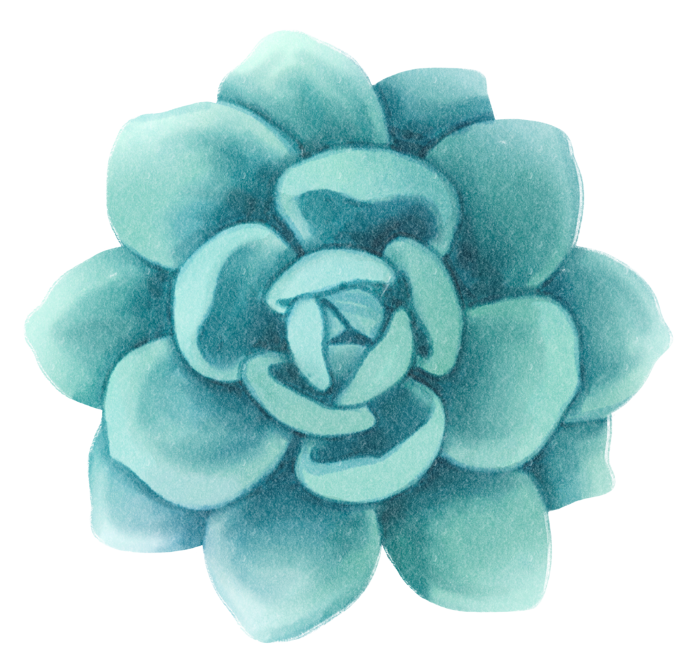 Succulent plant watercolor illustration png