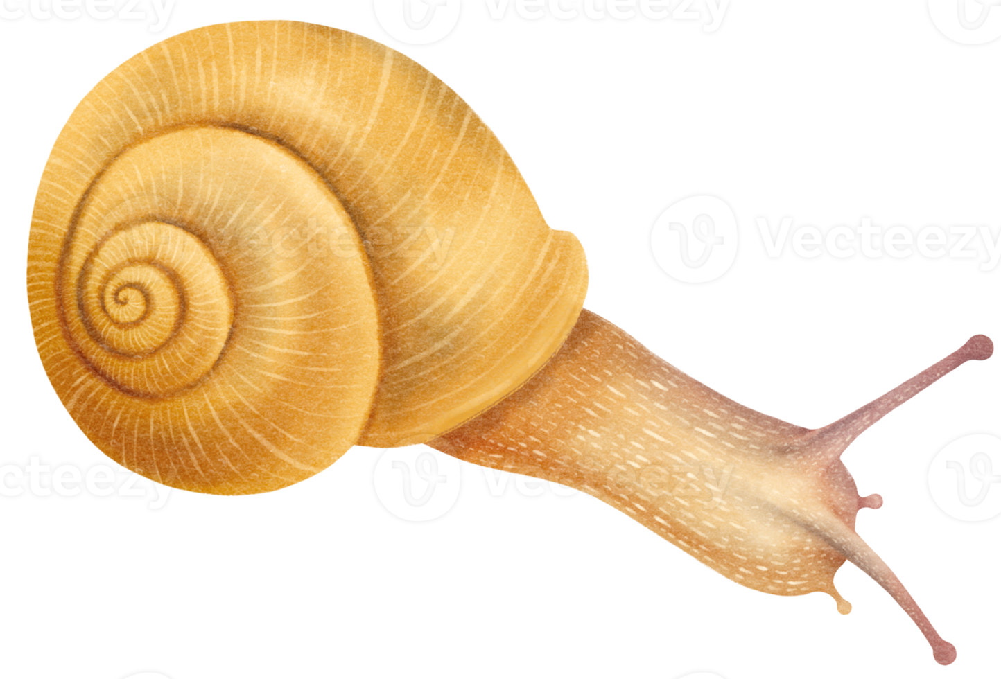 Snail watercolor illustration png