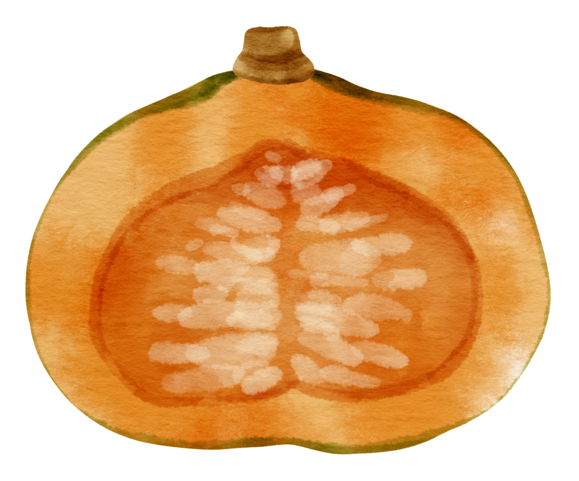 squash pumpkin watercolor style for Thanksgiving Decorative png