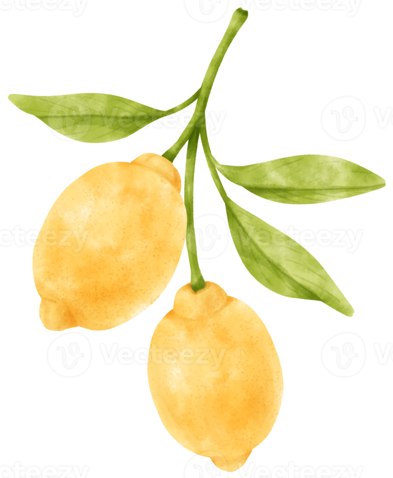 watercolor branch of lemon fruits png