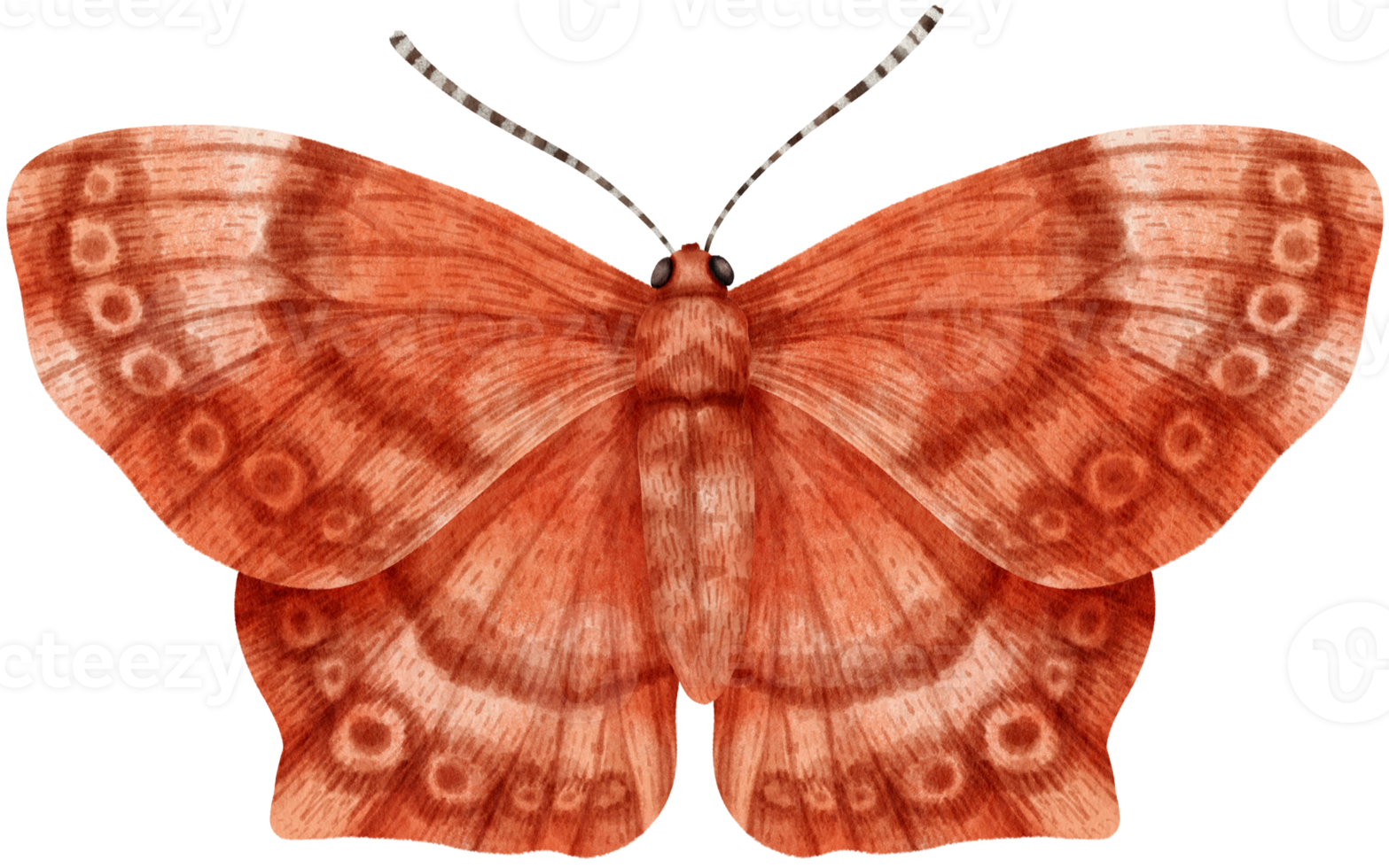 butterfly watercolor painted png