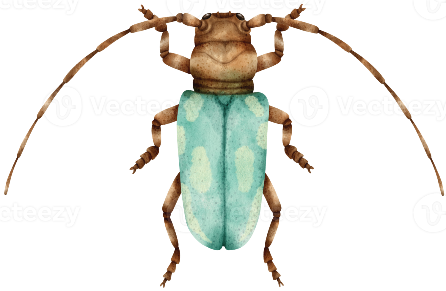 Bug watercolor painted png