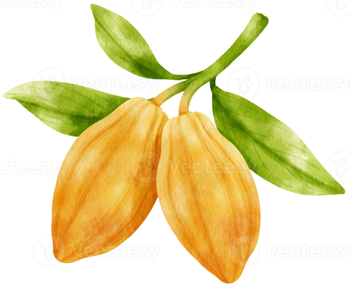 watercolor branch of cacao png