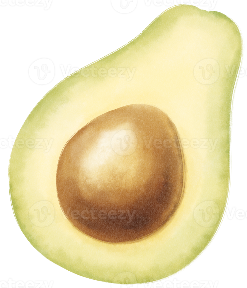 Avocado Watercolor illustration png