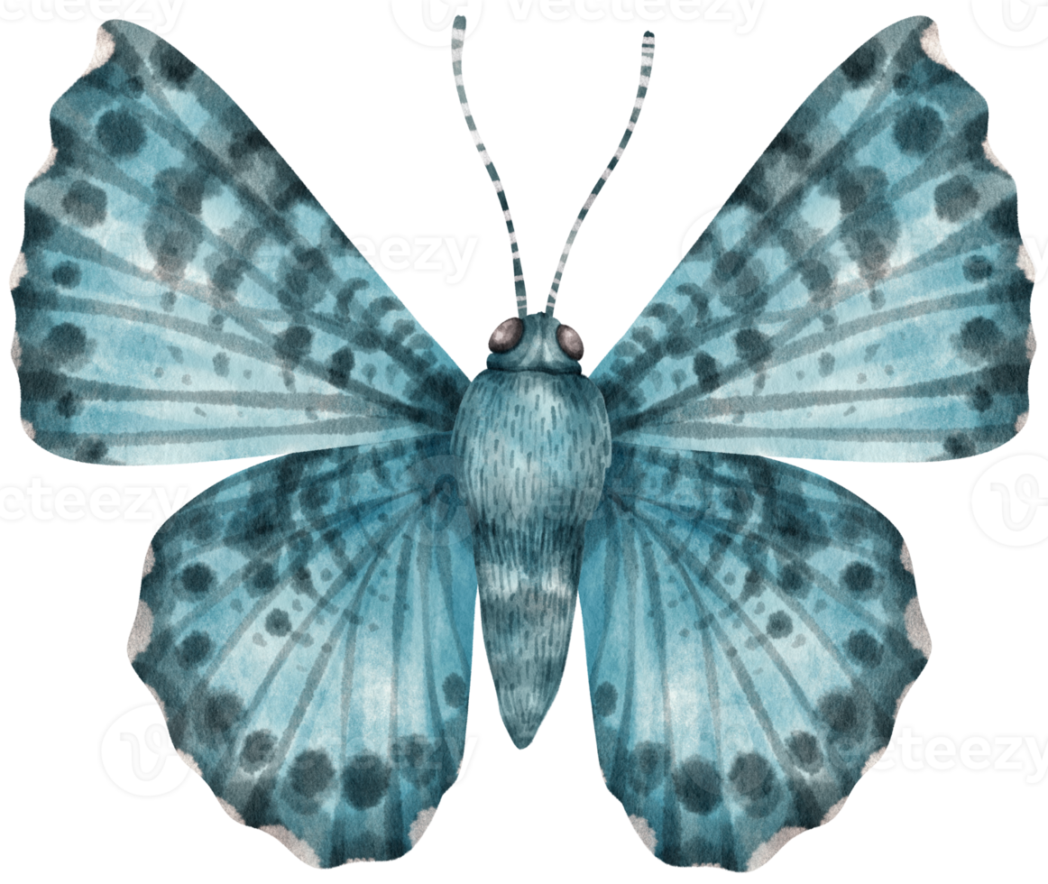 butterfly watercolor painted png