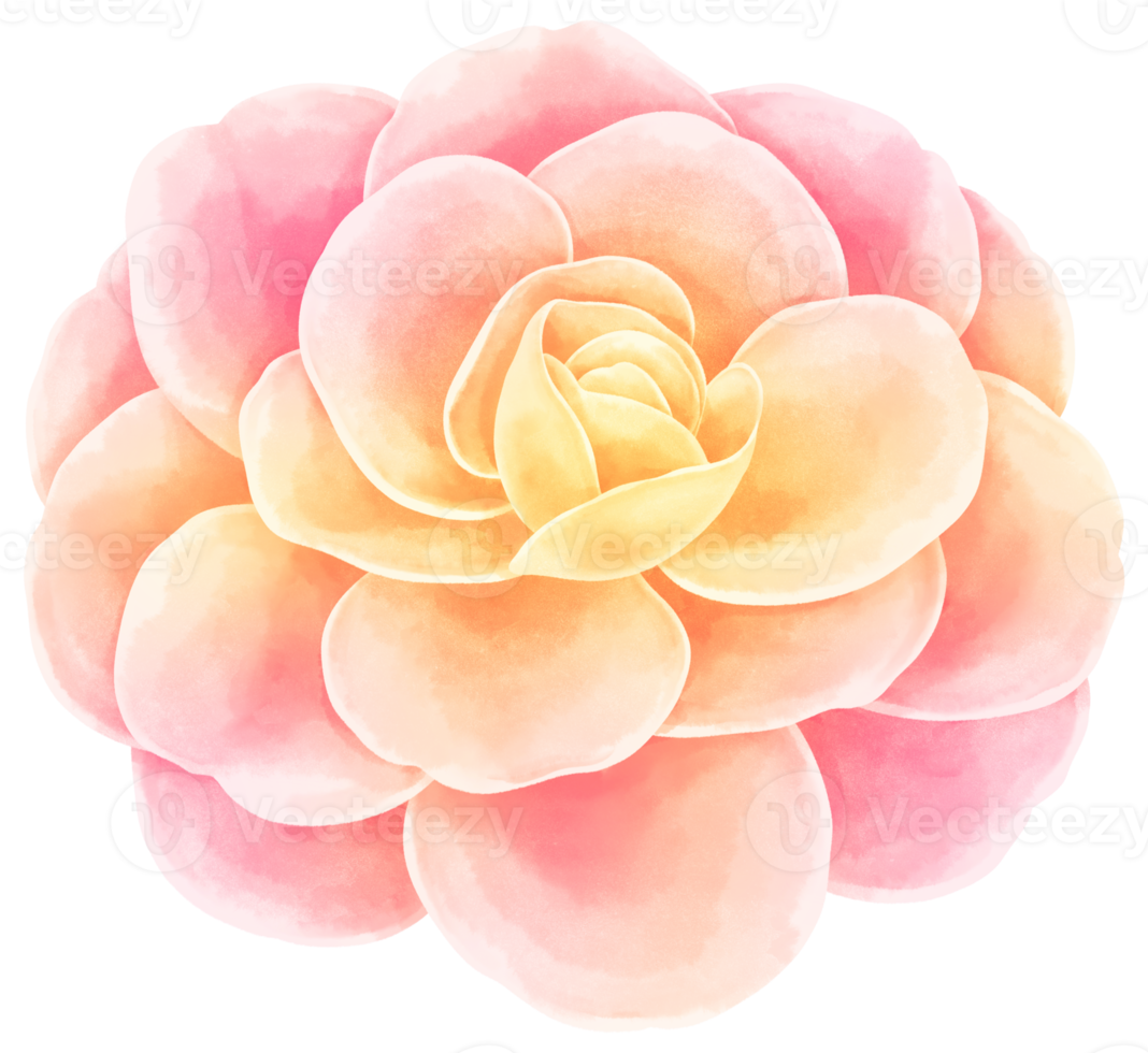 Beautiful Flower Watercolor illustration png