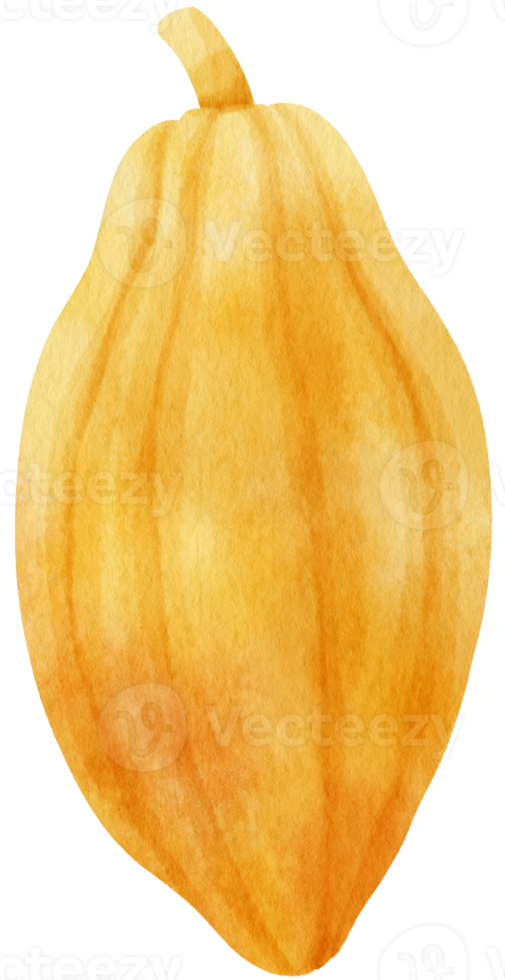 illustration aquarelle de fruits de cacao png