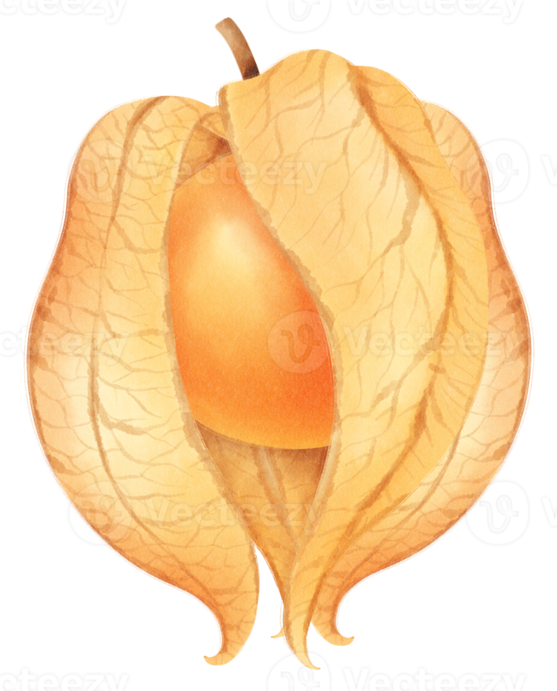 Cape gooseberry Watercolor illustration png