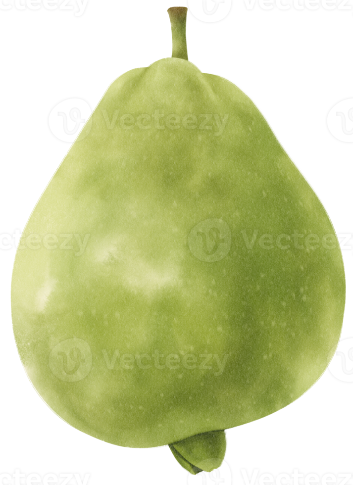 guavenfrucht-aquarellillustration png