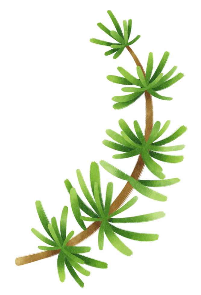 Pine branch illustrations watercolor styles png