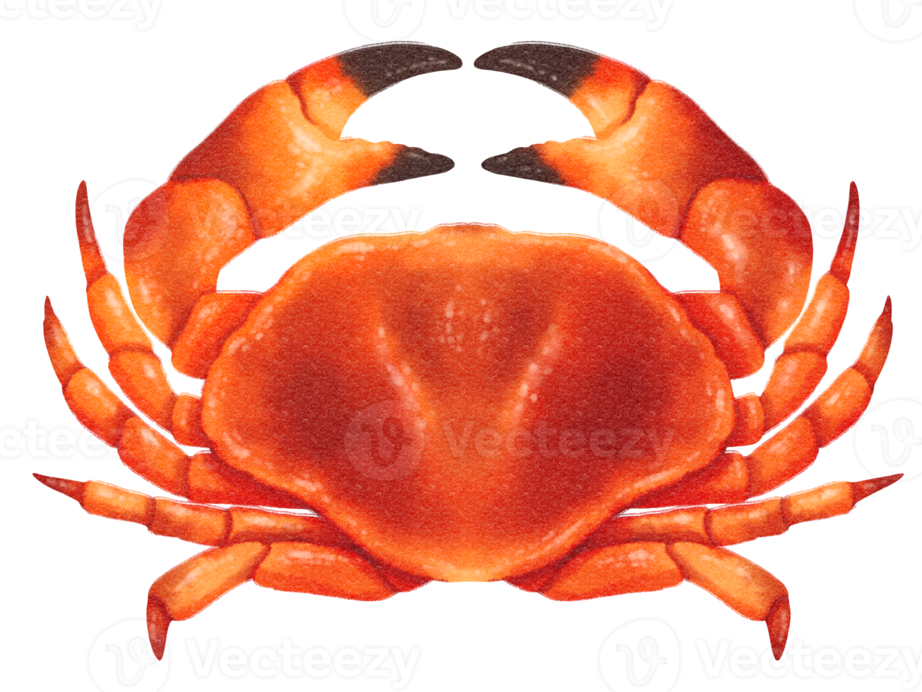 Crab watercolor hand painted png