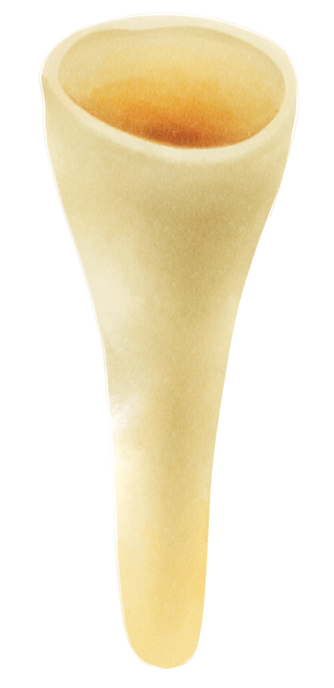 illustrazione dell'acquerello di funghi png