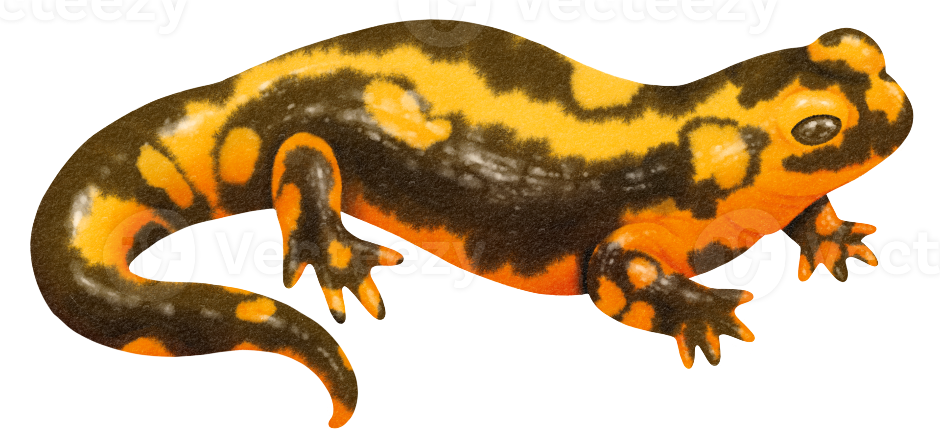 salamander watercolor illustration png