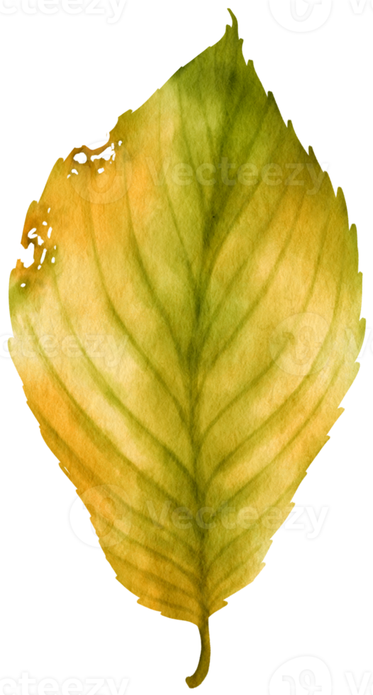 Autumn Leaf  watercolor style for Decorative Element png