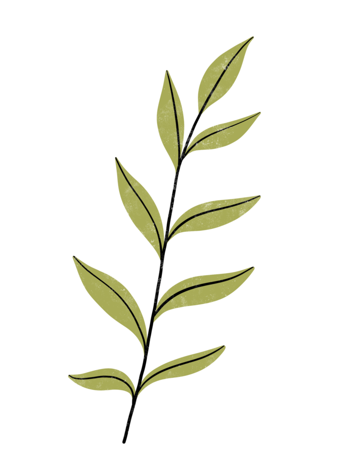 Tropical Green Leaf illustration in Watercolor png